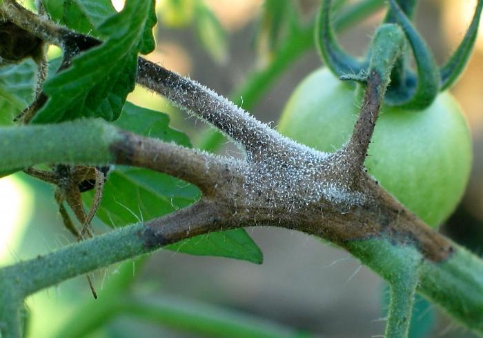 Domates hastalığı. Domateslerde phytophthora ile nasıl başa çıkılır?