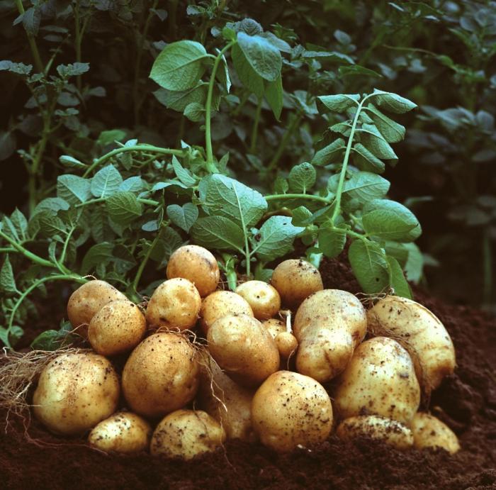 Patates için herbisitler - yabani otlara karşı son argüman