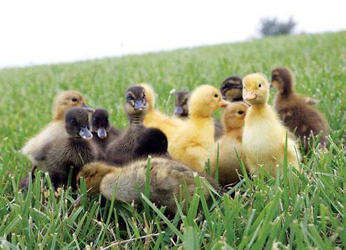 Ördek yumurtalarının kuluçka süresi. Kuluçka modu: tablo. Ördek yumurtalarının kuluçka süresi