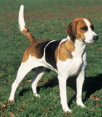 İngiliz foxhound doğumlu bir avcı