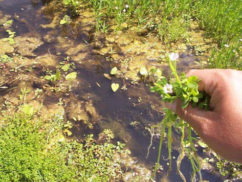 Bacopa Caroline: bakım, üreme, gözaltı koşulları. Bakov çeşitleri