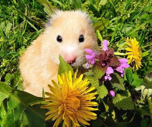 hamster kızı nasıl çağırılır