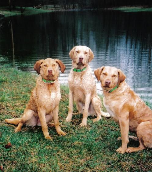 Av köpekleri av köpekleri