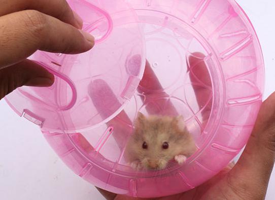 Hamsterin tuvalete, ellere ve tuvalete nasıl aktarılacağı