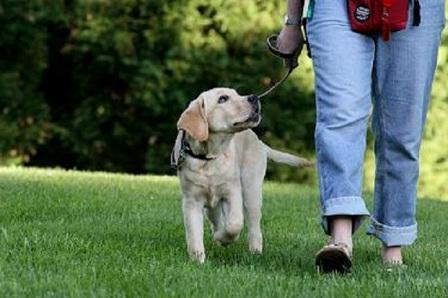 tasma üzerinde yürümek için bir köpek yavrusu öğretmek nasıl