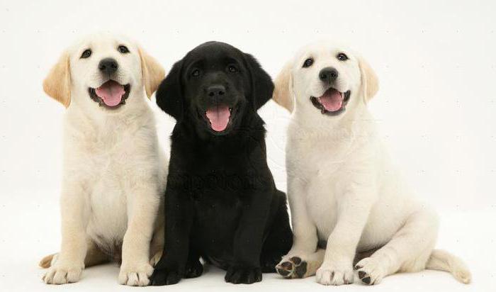 Labrador samanlık: açıklamalar, takma adlar. Soluk bir labradoru çikolata veya siyahla örme miyim?