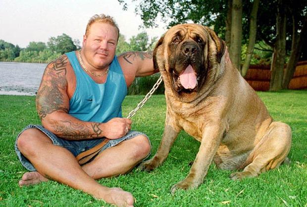 Mastiff Hercules Fotoğraf