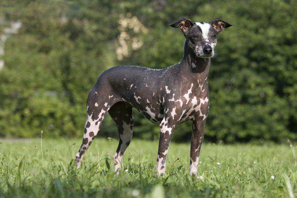 İnkalar Peru orkide köpek 