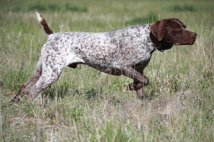 Pointer köpek ırkı