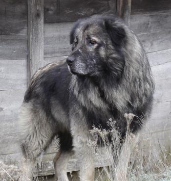 sharplan'ın çoban köpeği fotoğrafı