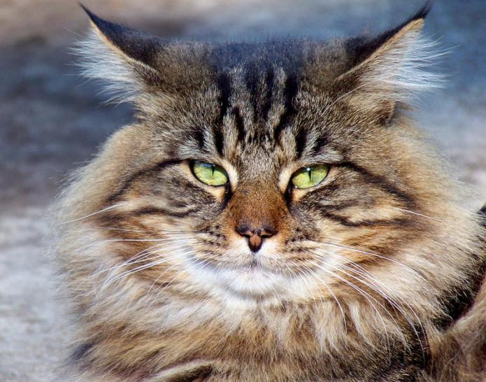 yetişkin bir maine coon ağırlığı