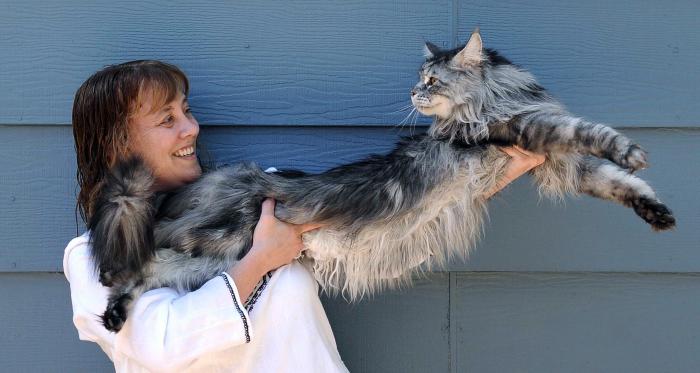 yetişkin bir maine coon ağırlığı