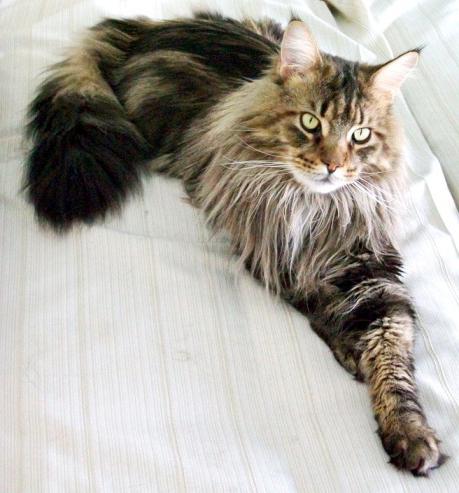 Maine Coon cinsi