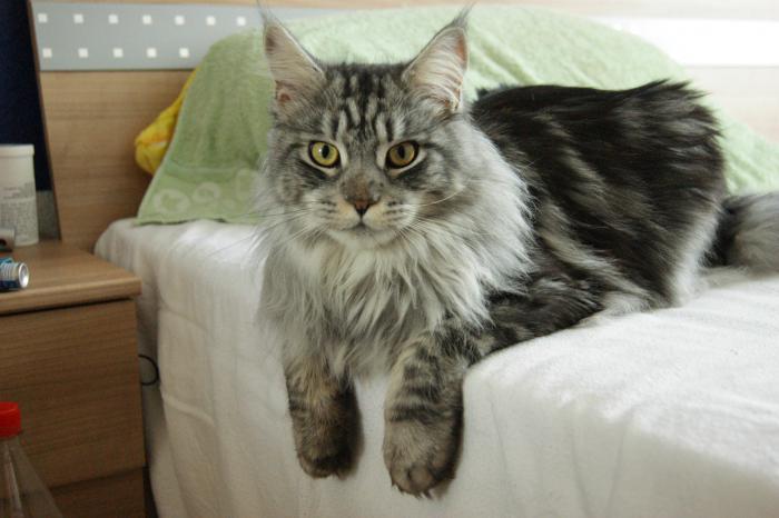 Maine coon fiyatı