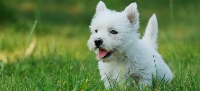 West Highland White Terrier - reklamcılıktan köpek ırkı 