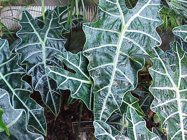 Alocasia çiçeği