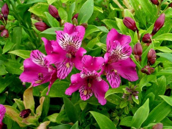 Alstroemeria çiçekleri - bahçe dekorasyonu