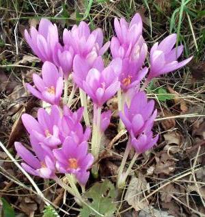 colchicum çiçekler