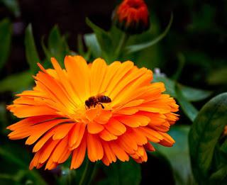 marigold çiçekler fotoğrafları