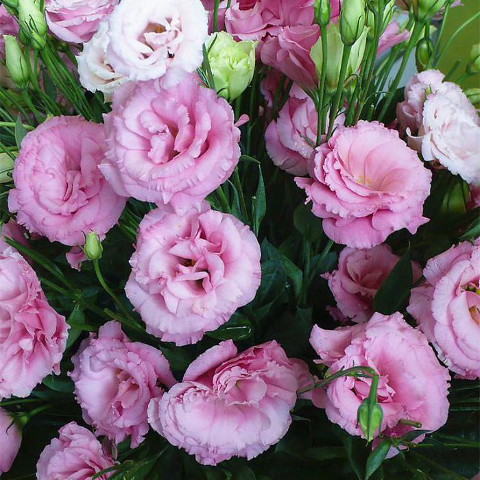 Eustoma lisianthus ekimi ve bakım ekimi