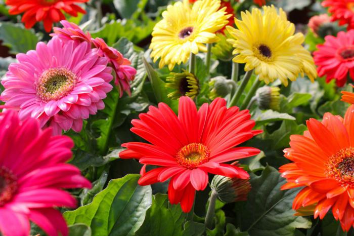 gerbera bahçe dikim ve bakım