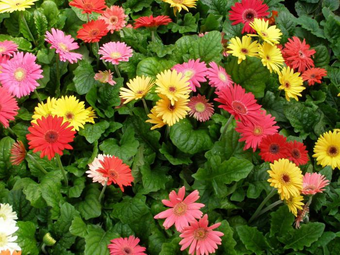 gerbera bahçe dikim ve bakım fotoğraf