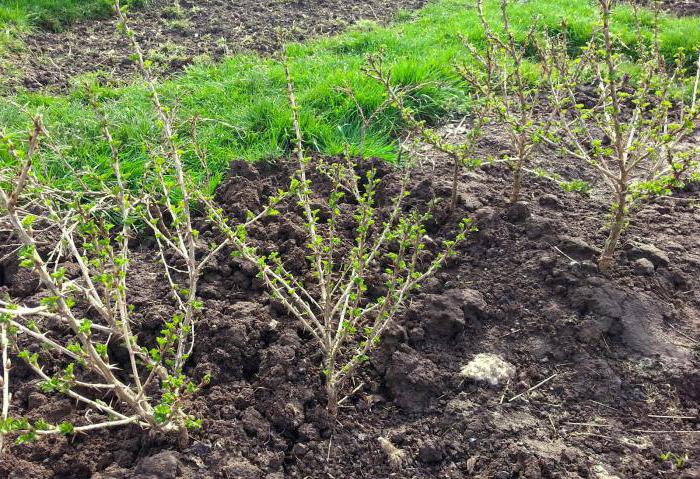 Gooseberries Chernomor: ekiciliğin çeşitliliği ve özelliklerini tanımlar.