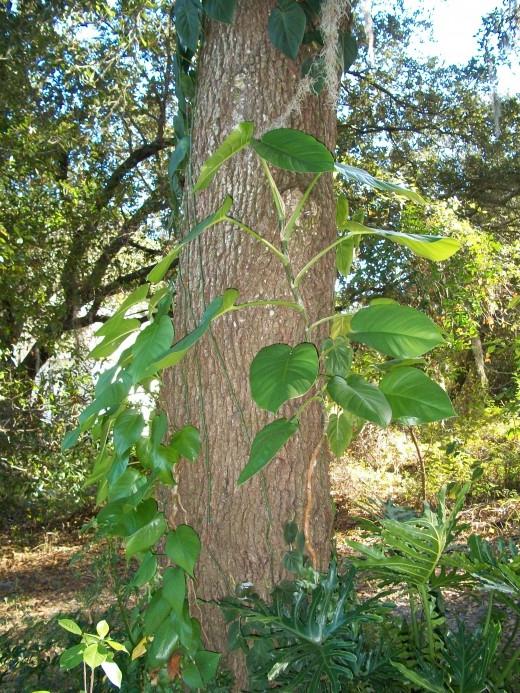 Philodendron'u Parçalamak: Evde Bakım