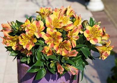 alstroemeria resimleri