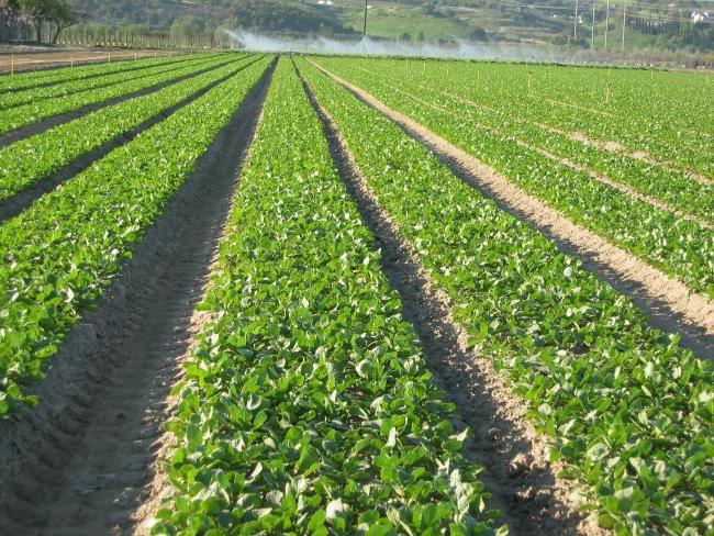 Turp. Yetiştirme ve bakım