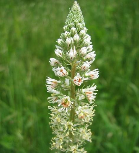 Reseda'daki kokulu büyüyen