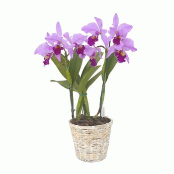 phalaenopsis orkide odası nasıl bakımı