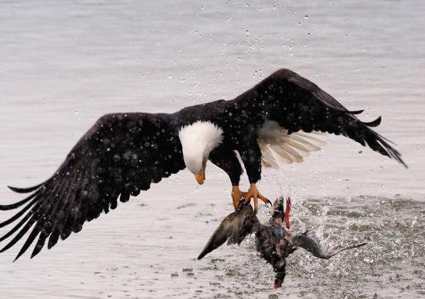 Kartal ne için hayal kuruyor? Anlam ve yorum