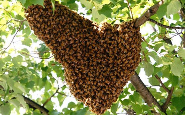 Neden bir arısı arıyor? Bir rüyada bir ısırgan böceği veya bir sürü sürüsü görmek için