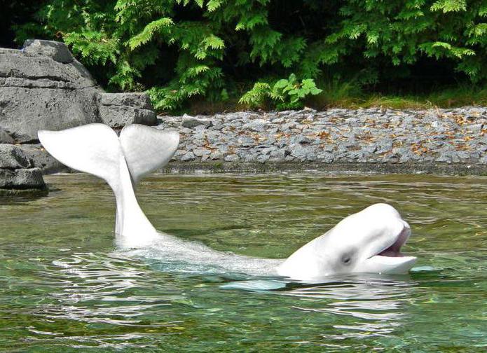 beluga dolphin fotoğrafı