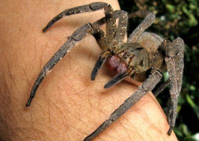 Brezilya gezici örümcek - Guinness Rekorlar Kitabının bir temsilcisi