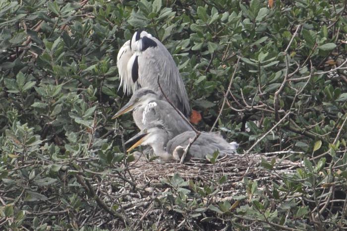 Heron Grey: açıklama. Herons - en çevik avcılar