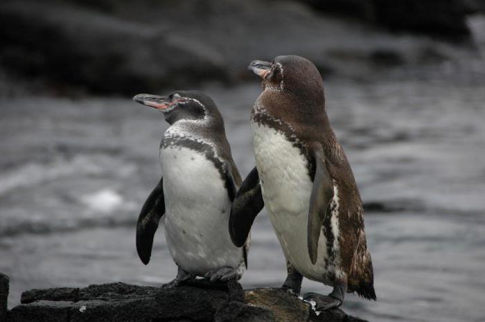 Galapagos penguen: konut, yemek, ilginç gerçekler