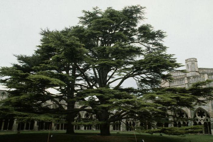 Lübnan'ın kolları. Lübnan'ın kollarında hangi ağaç tasvir?