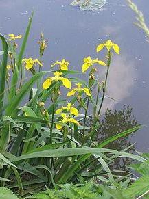 irises bulbous