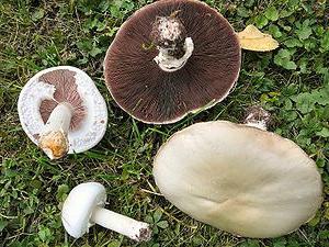 mantar champignons yanlış