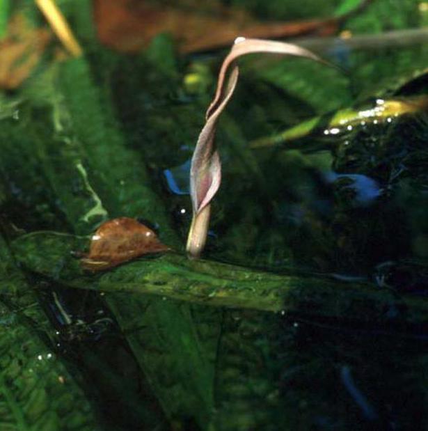 Cryptocorina aponogetoletic'tir: açıklama, orijin, içerik