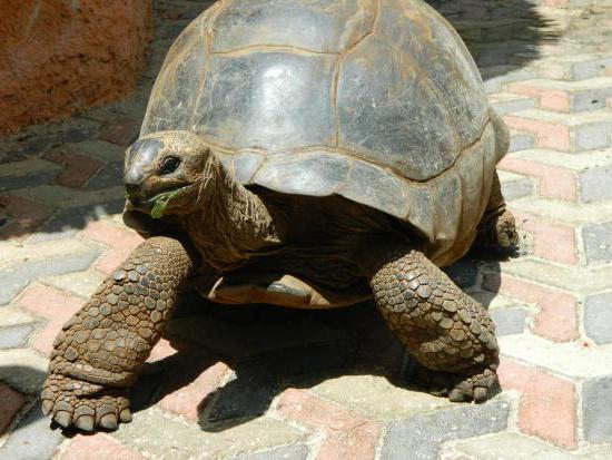 Черепахи живут 300. Черепаха 300 лет. Черепаха которая живет 300 лет. С 300 черепаха. Рептилии долгожители.