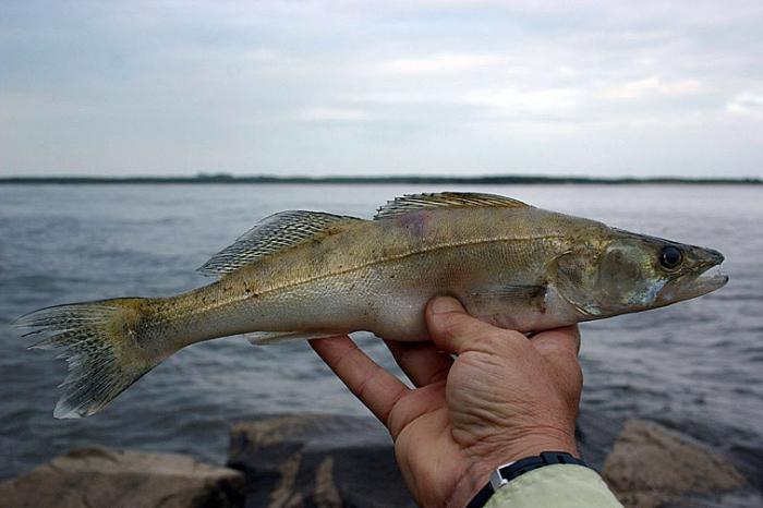 Amur Nehri: Ölüm tehdidi altında