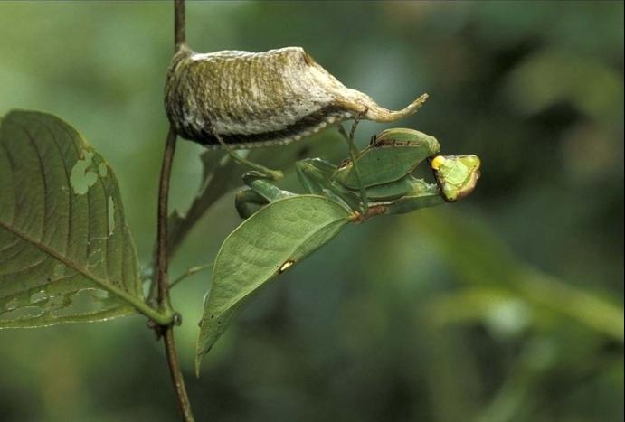 mantis böcek fotoğrafı