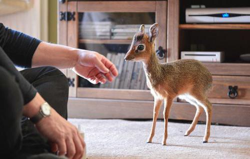 Dünyadaki en küçük antilop. Antelope Wild Dick: açıklama, fotograf