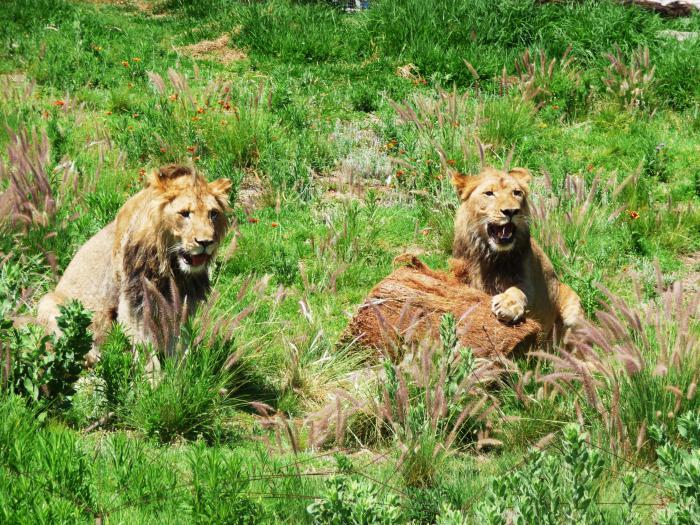 Afrika'nın en büyük doğa rezervi. Afrika'da ilk 10 ulusal park ve doğa rezervleri