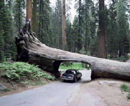 Sequoia dünyanın en uzun ağacıdır