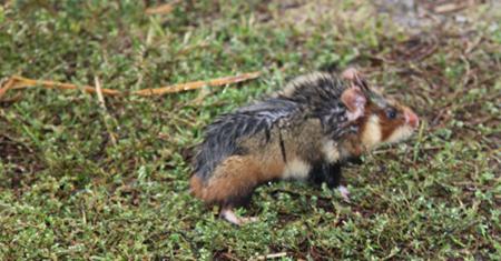 Steppe hamster: açıklama ve fotoğraf. Hamster ne besliyor