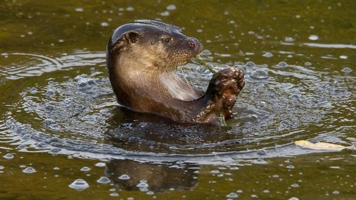 Otter nehri: görünüş, alışkanlıklar, yaşam alanı